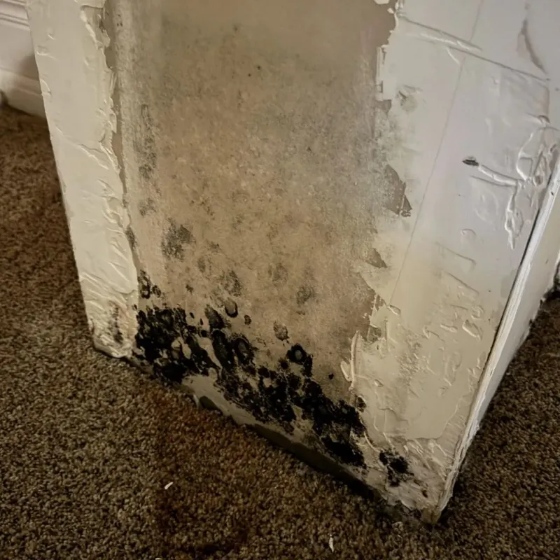 Professional Mold Removal in Henderson, TN